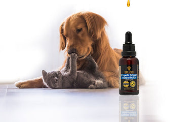 Propolis für Katzen und Hunde: Wie sollte es verwendet werden? Was ist zu beachten?