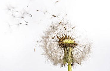 Heuschnupfen: das Nasenspray gegen die Pollenallergie