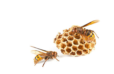 Was ist der Bienentanz? - Warum tanzen Bienen?